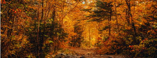 autumn sleep