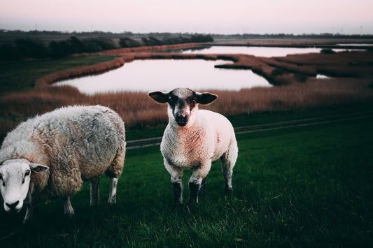 merino wool pajamas