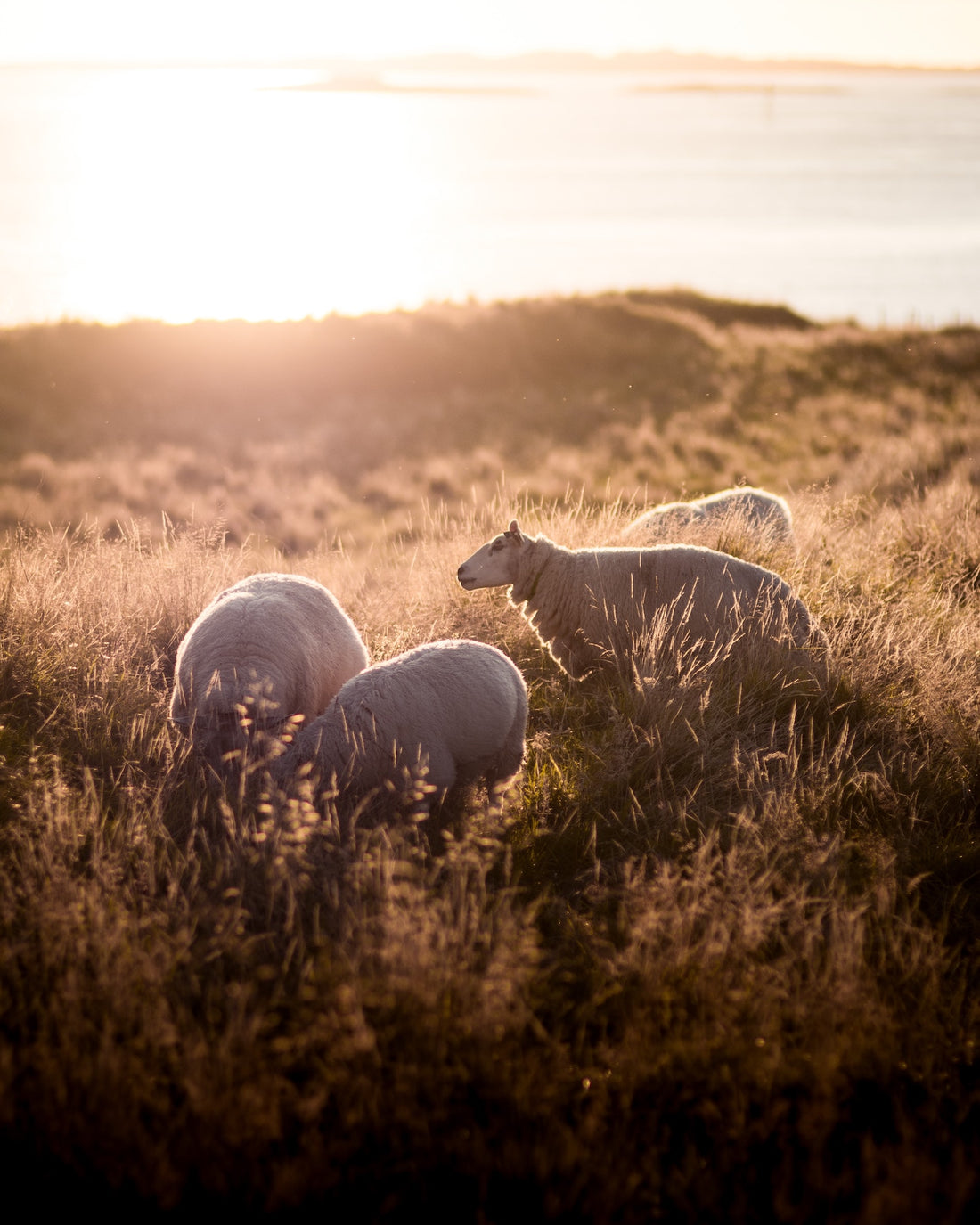 merino pyjamas