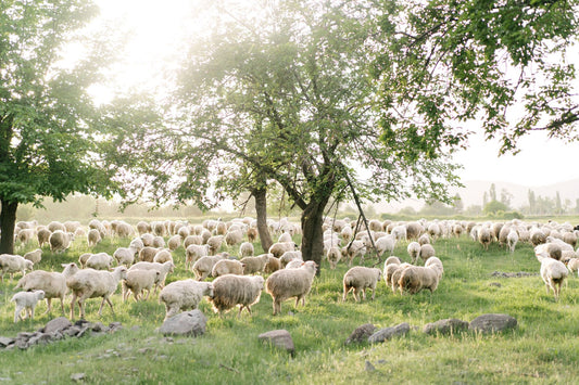 Happy sheep, happy sleep