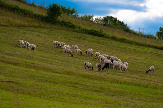 STOP COUNTING SHEEP: SLEEP BETTER WITH MERINO