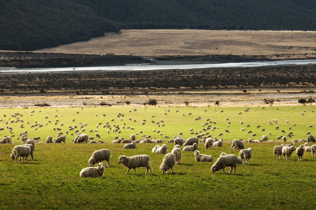 Merino wool: advantages, origin and care